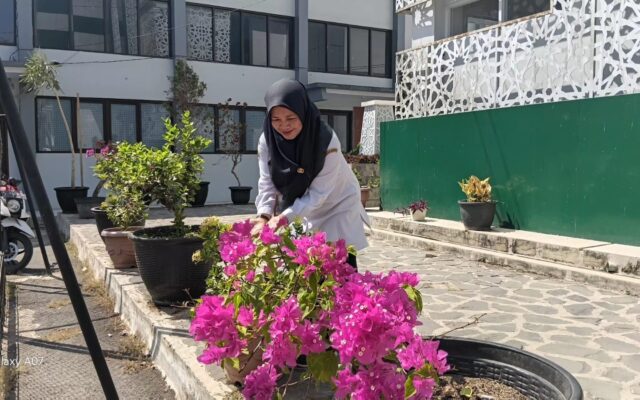 Pancarkan Keindahan di Musim Kemarau, Halaman Asrama MAN 1 Majalengka Dihiasi Bunga Bougenville